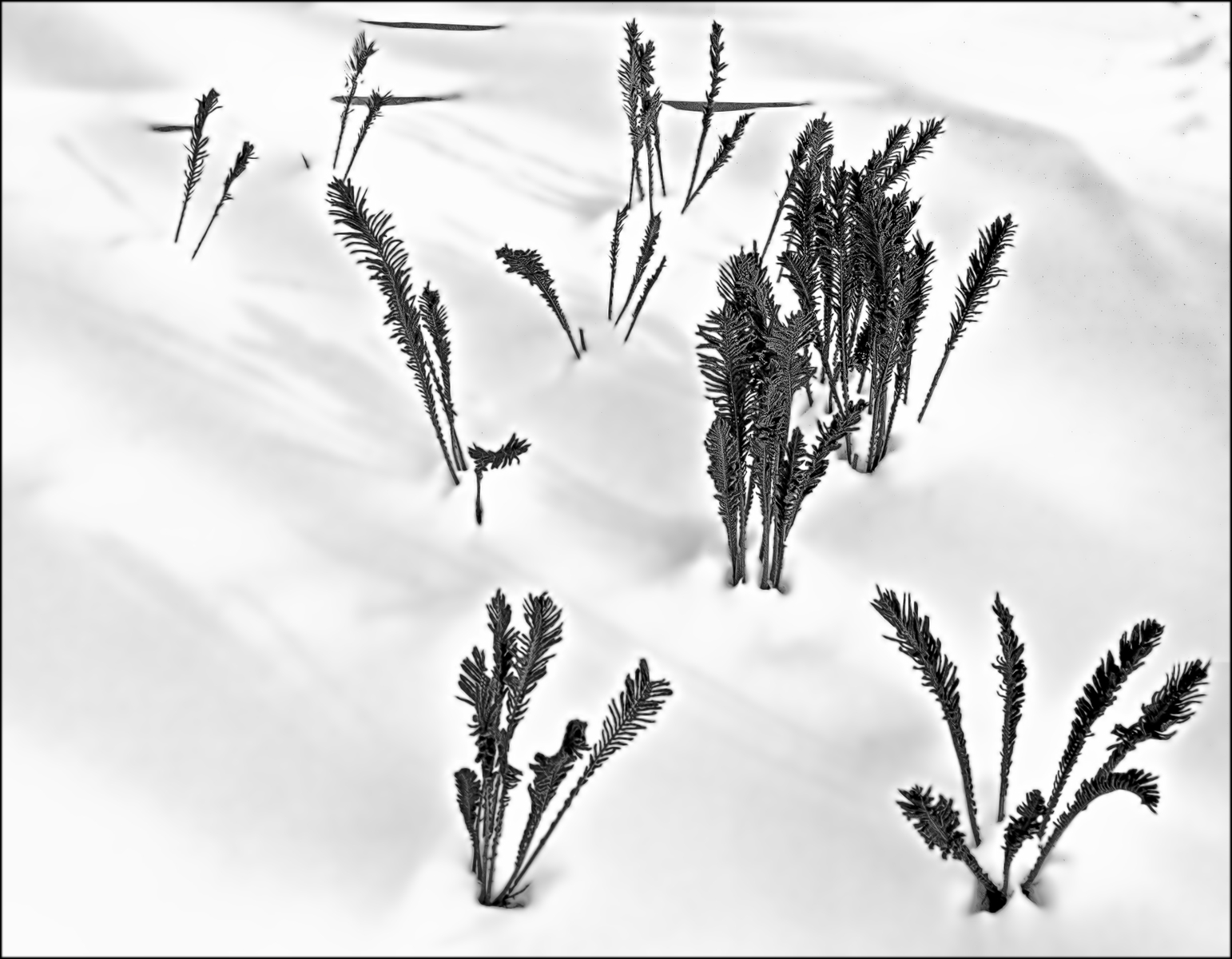 martha's garden, westport, connecticut : landscapes & nature : paula berg photography